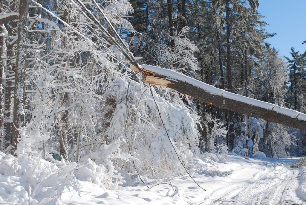 Huge tree causing damage on the power lines in blizzard example of disaster storm relief, power outage, DELIVERING TIMELY AND CRUCIAL INFORMATION - on hold marketing concept