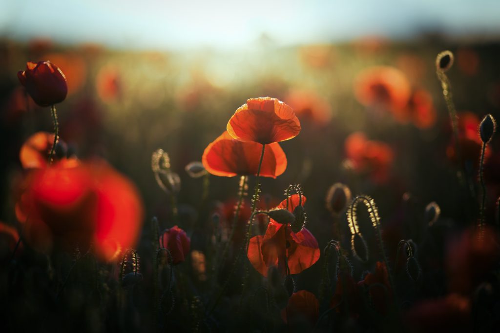 Close up of a poppy field at sunset/sunrise with shallow depth of field - After the First World War, the poppy was adopted as a symbol of remembrance due to its ability to bloom across some of the war's worst battlefields.