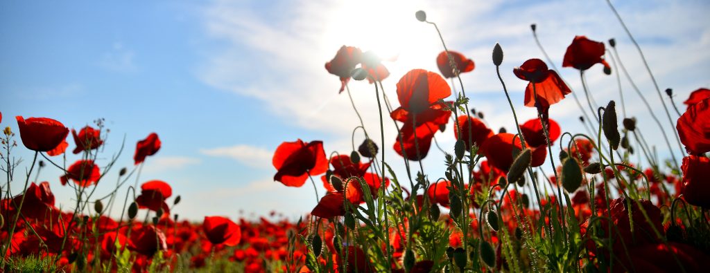 Poppy field in bright sunlight, viewed from below close up to poppies - Remembrance Day concept